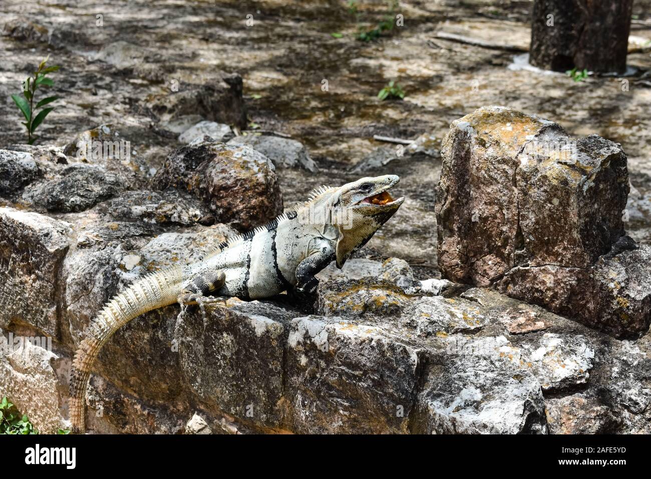 Monitor lizard eating hires stock photography and images Alamy