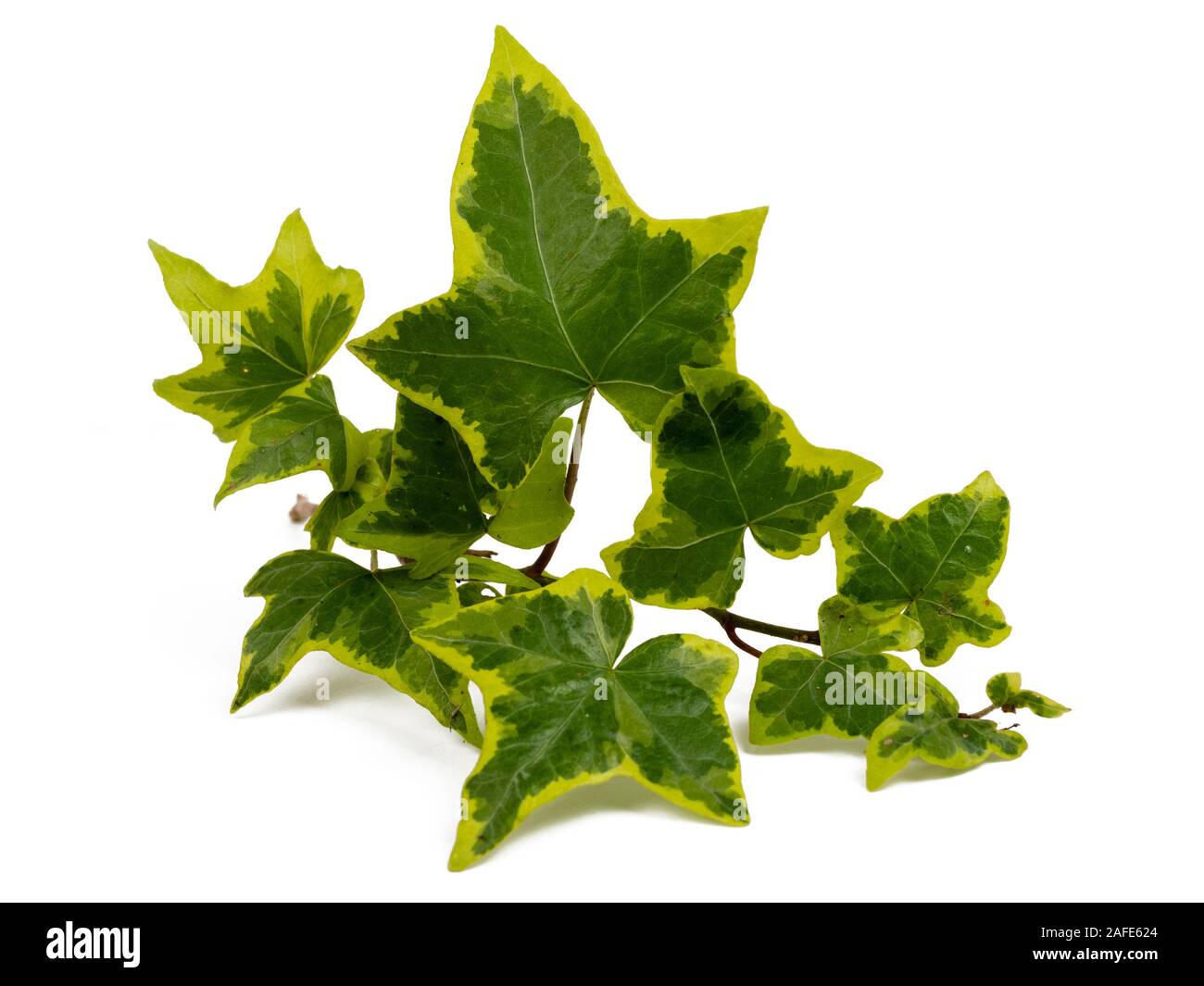Yellow variegated leaves of the hardy evergreen climbing ivy, Hedera helix 'Goldchild' on a white background Stock Photo