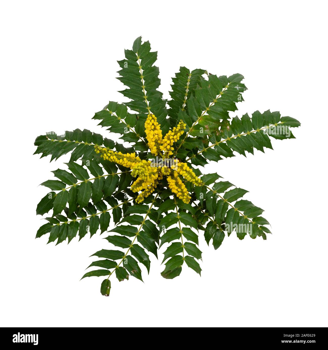 Upright flower spikes and, spiky leaves of the hardy evergreen shrub, Mahonia x media 'Winter Sun' on a white background Stock Photo