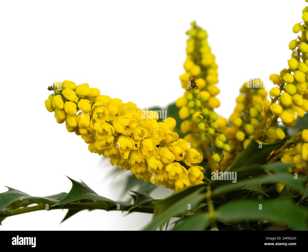 Upright flower spikes of the winter blooming, spiky leavef hardy evergreen shrub, Mahonia x media 'Winter Sun' Stock Photo