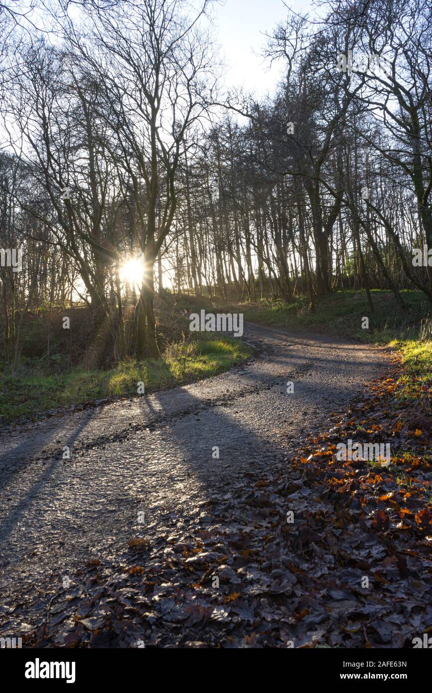 Lens flair through leaves hi-res stock photography and images - Alamy