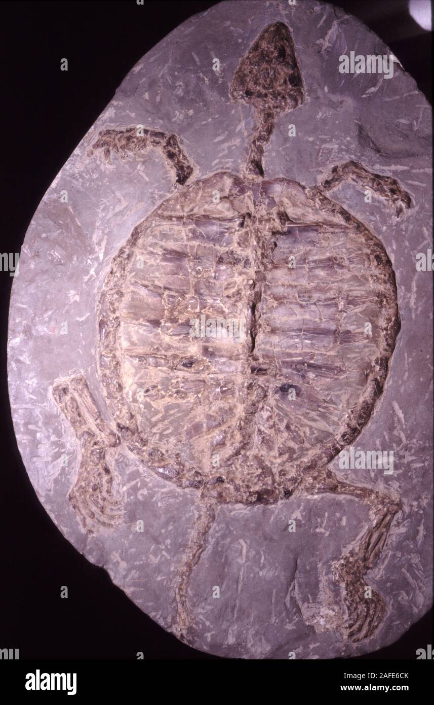 Mandrochelys sp., fossill turtle from Jurassic, China Stock Photo