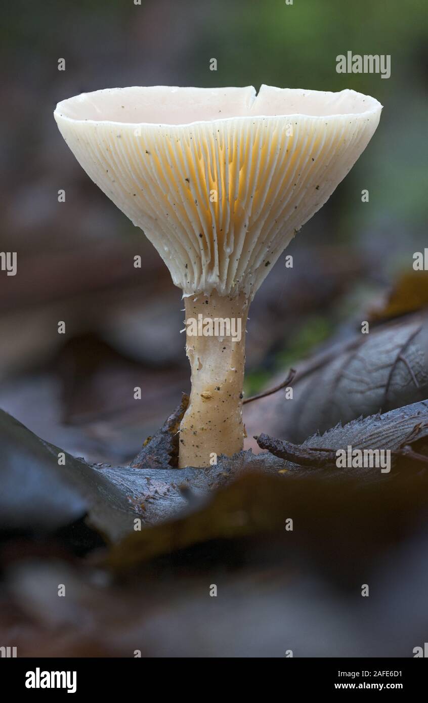Mushrooms growing on the forest floor Stock Photo Alamy