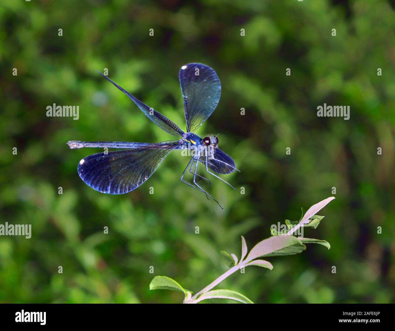 Ebony jewelwing (Calopteryx maculata) ready to land on a leaf, Georgia, USA. Stock Photo