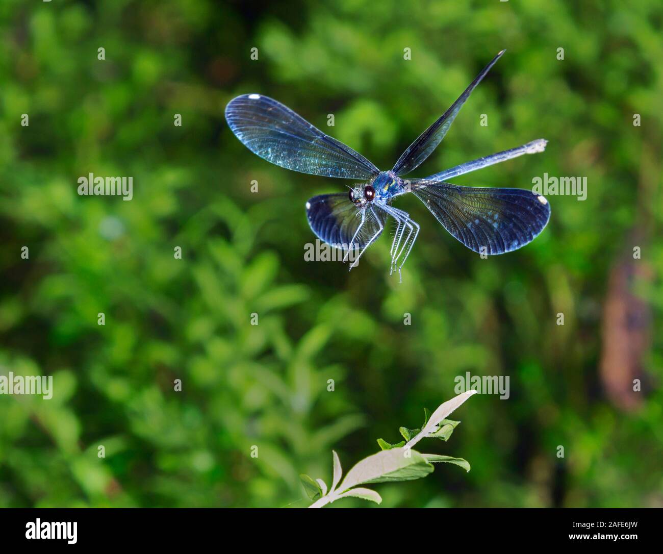 Ebony jewelwing (Calopteryx maculata) ready to land on a leaf, Georgia, USA. Stock Photo