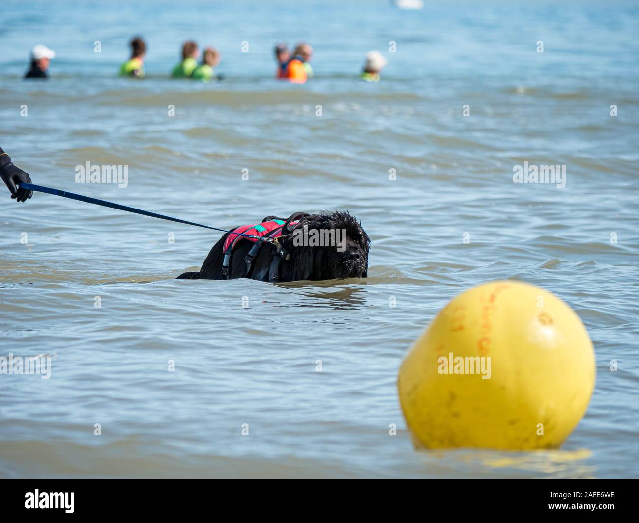 Water rescue dog training in ocean Stock Photo
