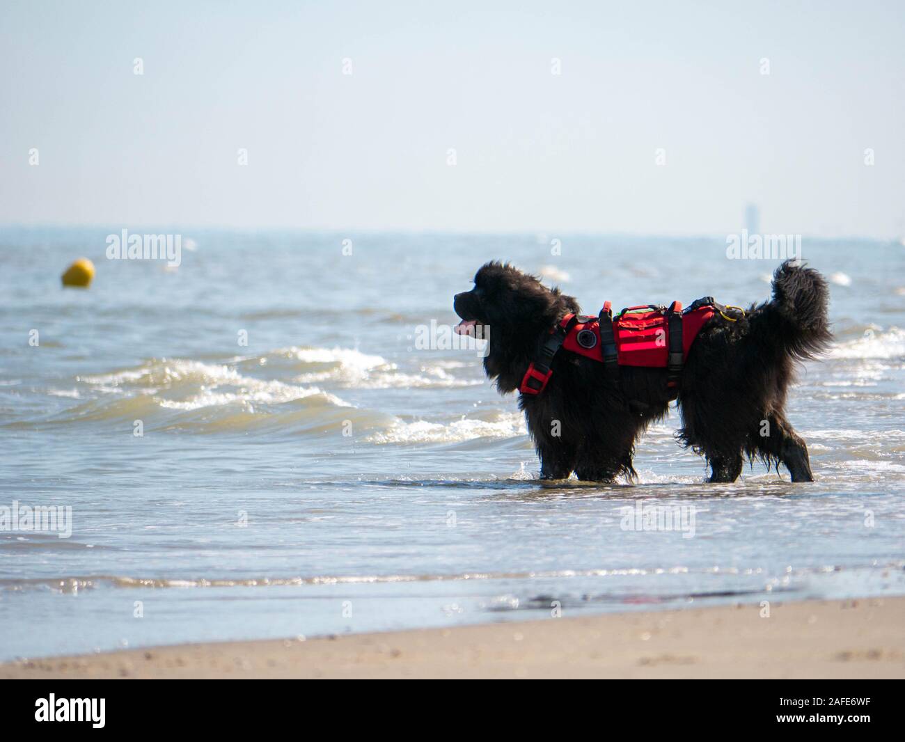Newfoundlander water rescue dog guarding the beach Stock Photo