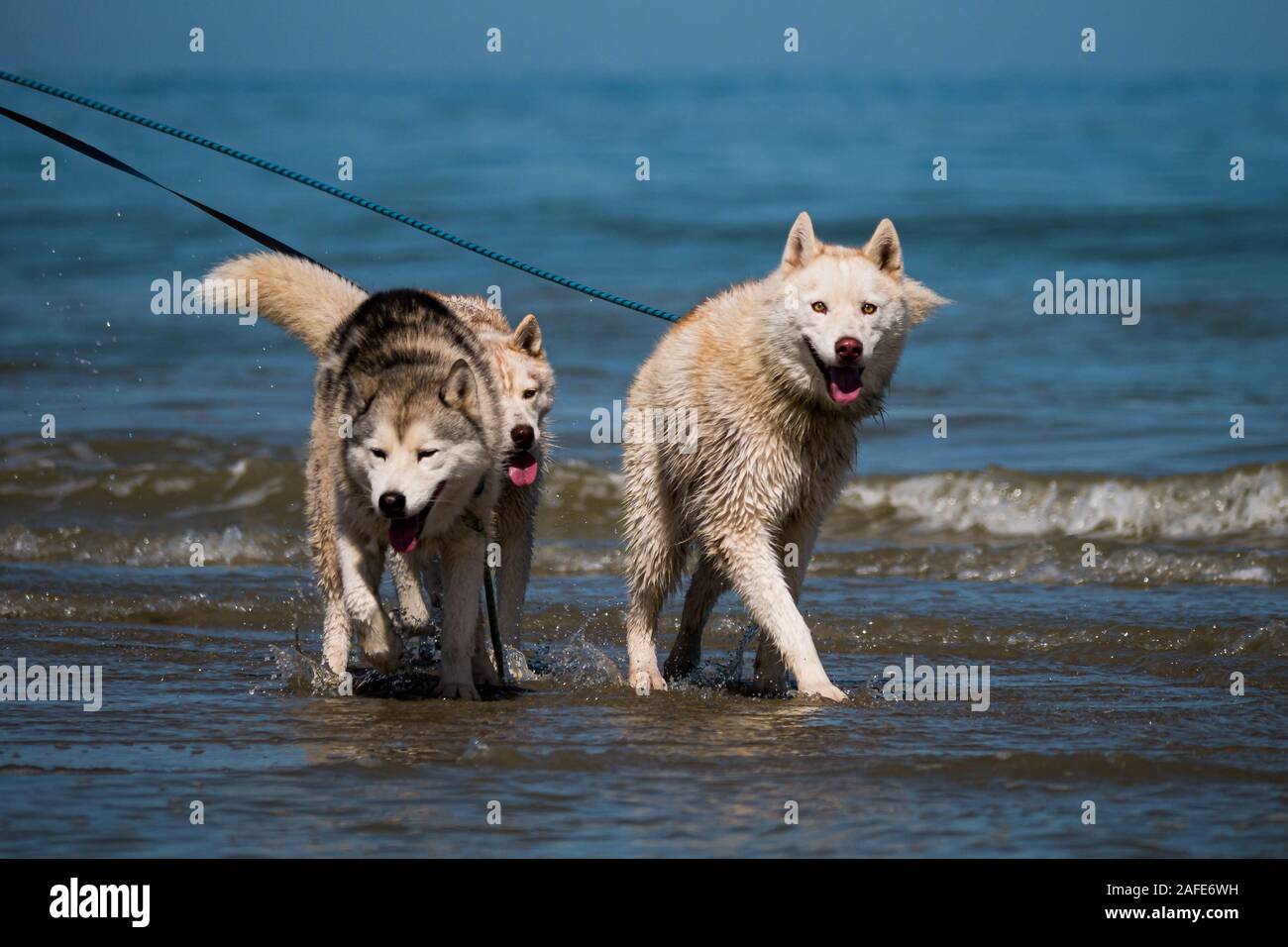 Siberian huskies on a leash enjoying the sea Stock Photo