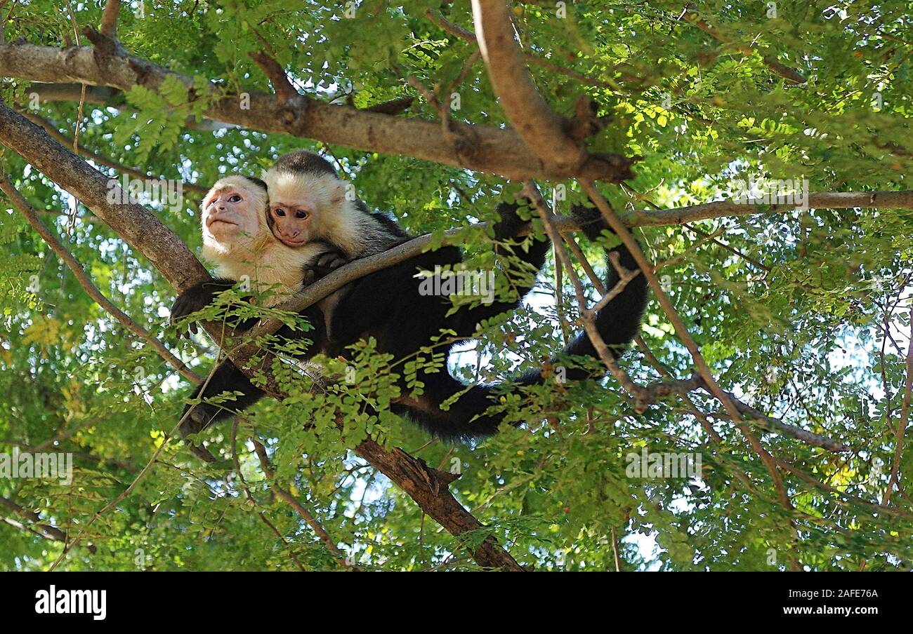 Capuchin Monkeys Guanacaste Stock Photo