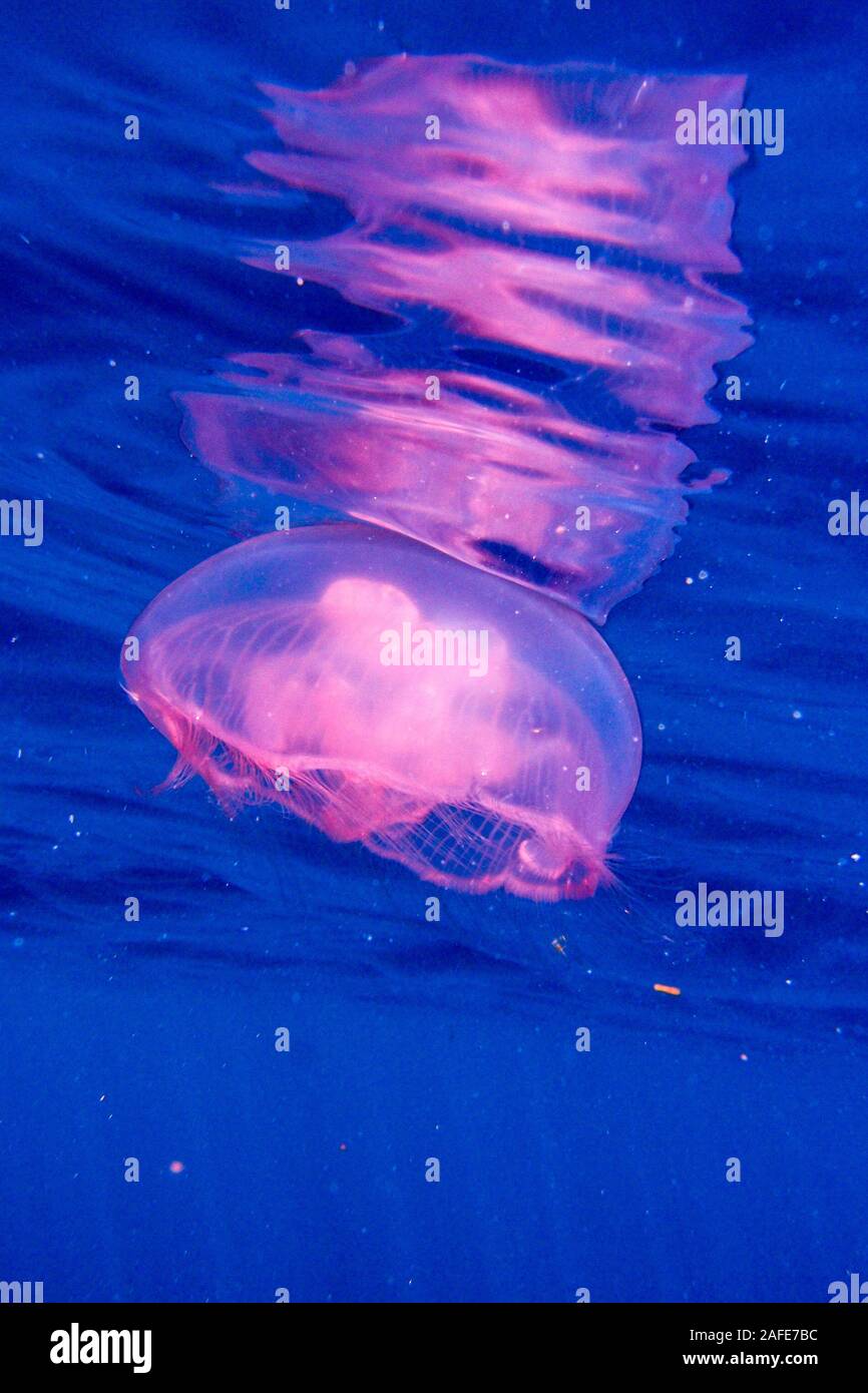 Jelly Fish in the Banda Sea Stock Photo