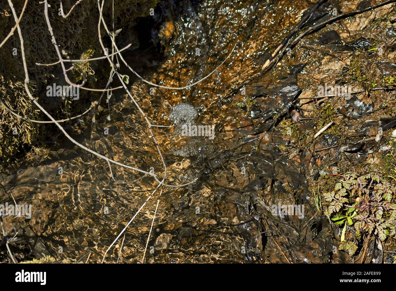 Background of natural moss, ice water, rock and dry leaves in Vit river, town Teteven, Bulgaria Stock Photo