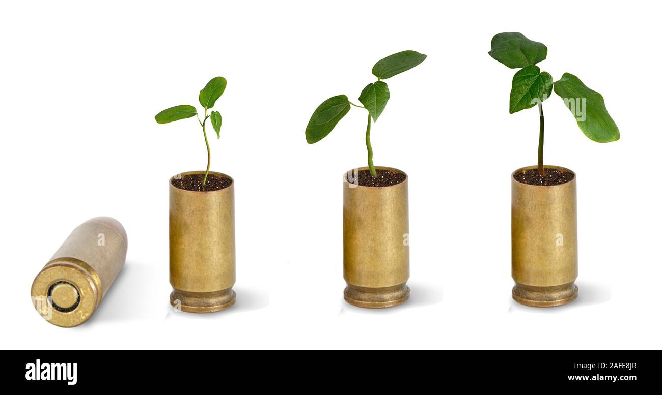 Saplings growing from shell Stock Photo