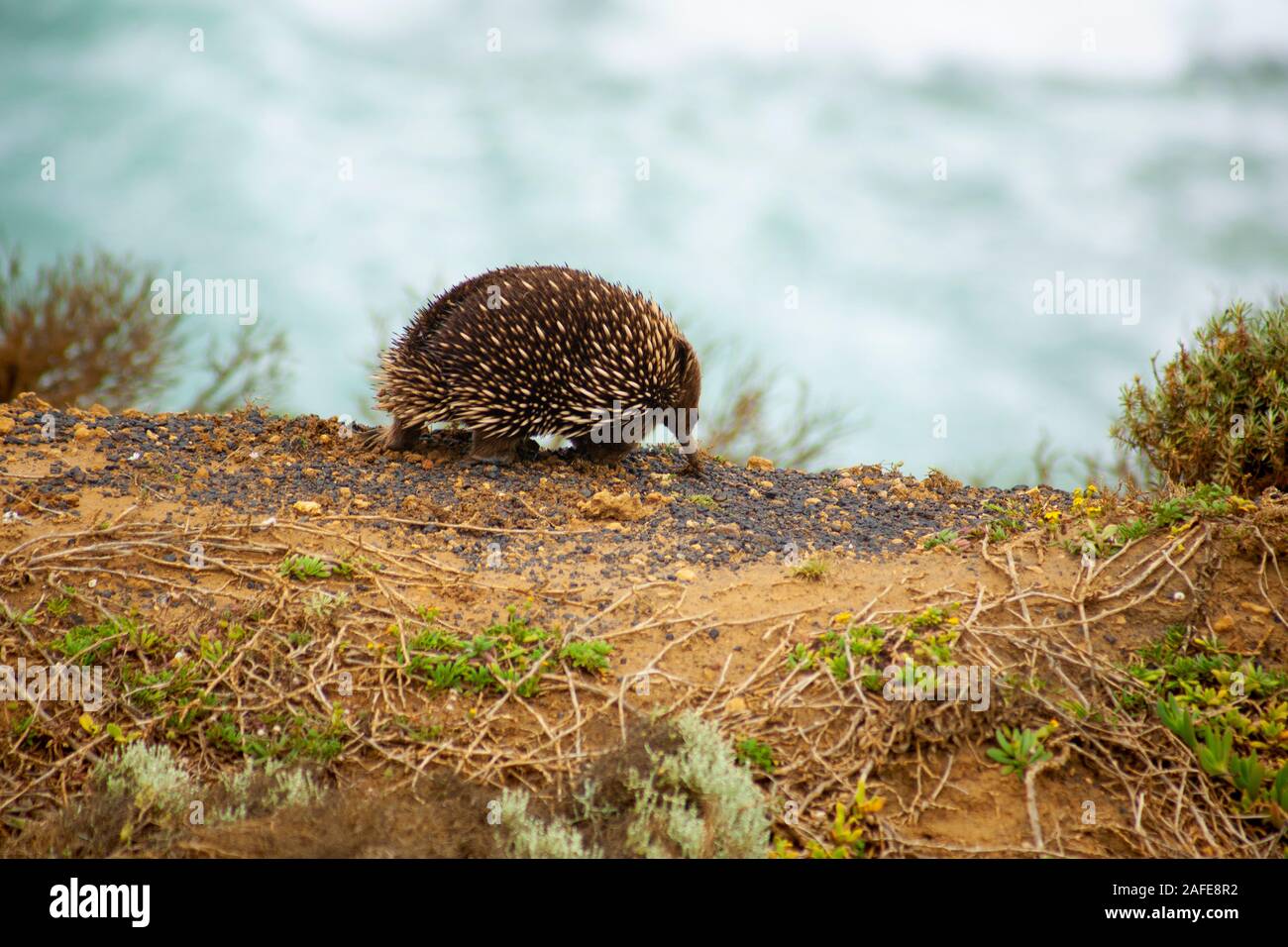 A short-beaked echidna, 'spiny anteater', foraging on the cliffs at Port Campbell National Park, Victoria, Australia Stock Photo