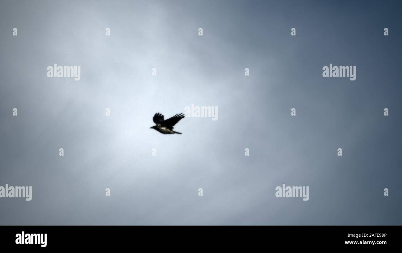grey crow in flight. Advanced species of commensal animals. Hoodie perfectly adapted to man - one of most promising species of birds for future of the Stock Photo - Alamy grey crow in flight. Advanced species of commensal animals. Hoodie perfectly adapted to man - one of most promising species of birds for future of the Stock Photo - Alamy