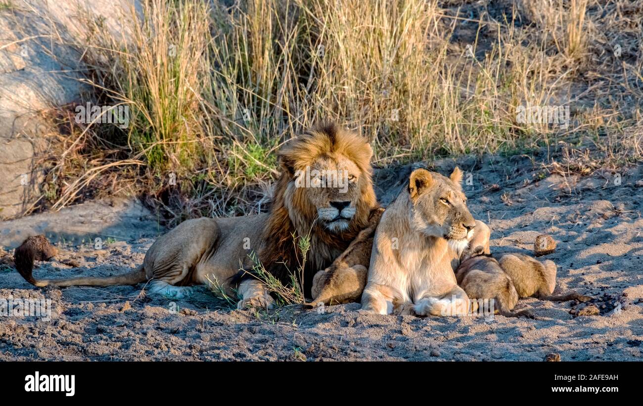 Lion Family together at Dawn in Mala Mala, South Africa Stock Photo