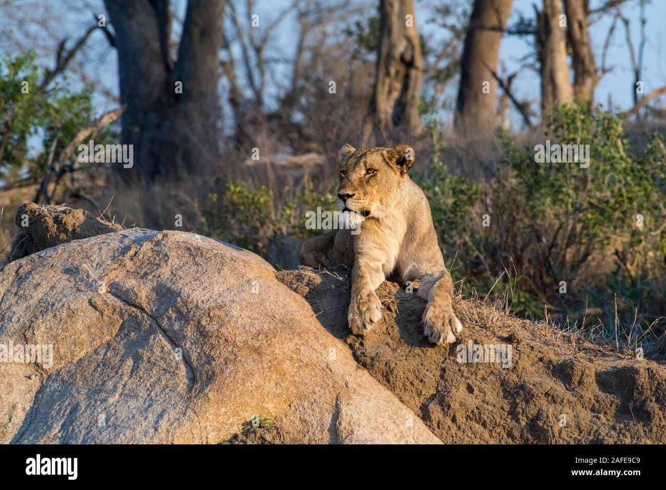 Lioness Raising her Face into the Rising Sun in Mala Mala, South Africa Stock Photo