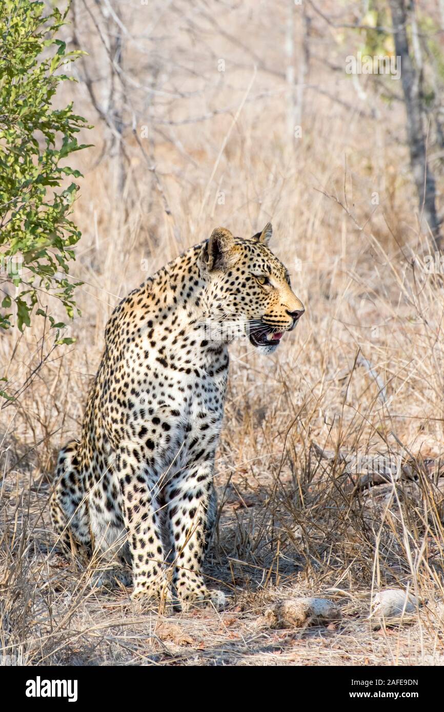 Male Leopard sitting in the South African Bush Stock Photo