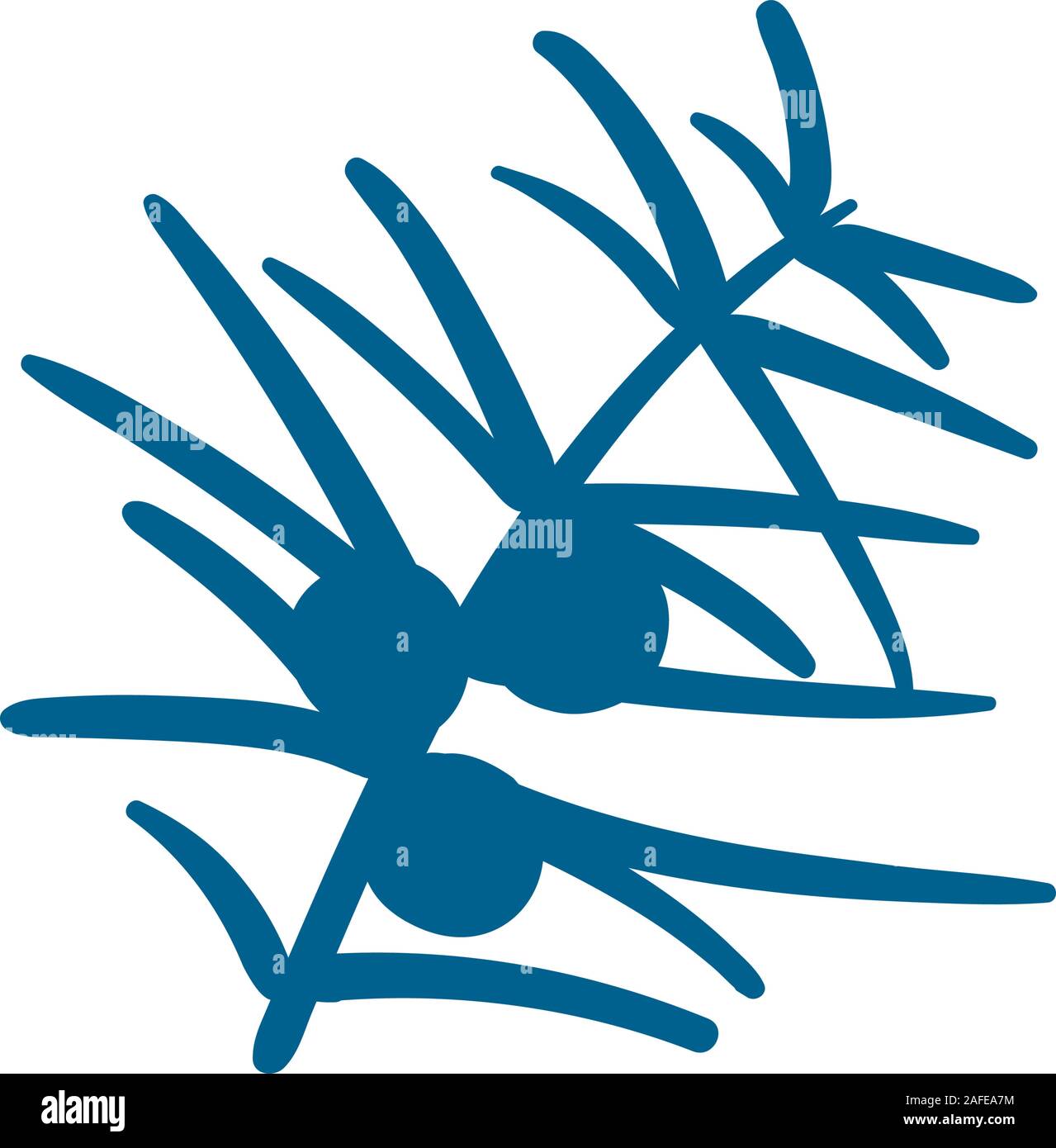 Juniper plant on white background Stock Vector Images Alamy