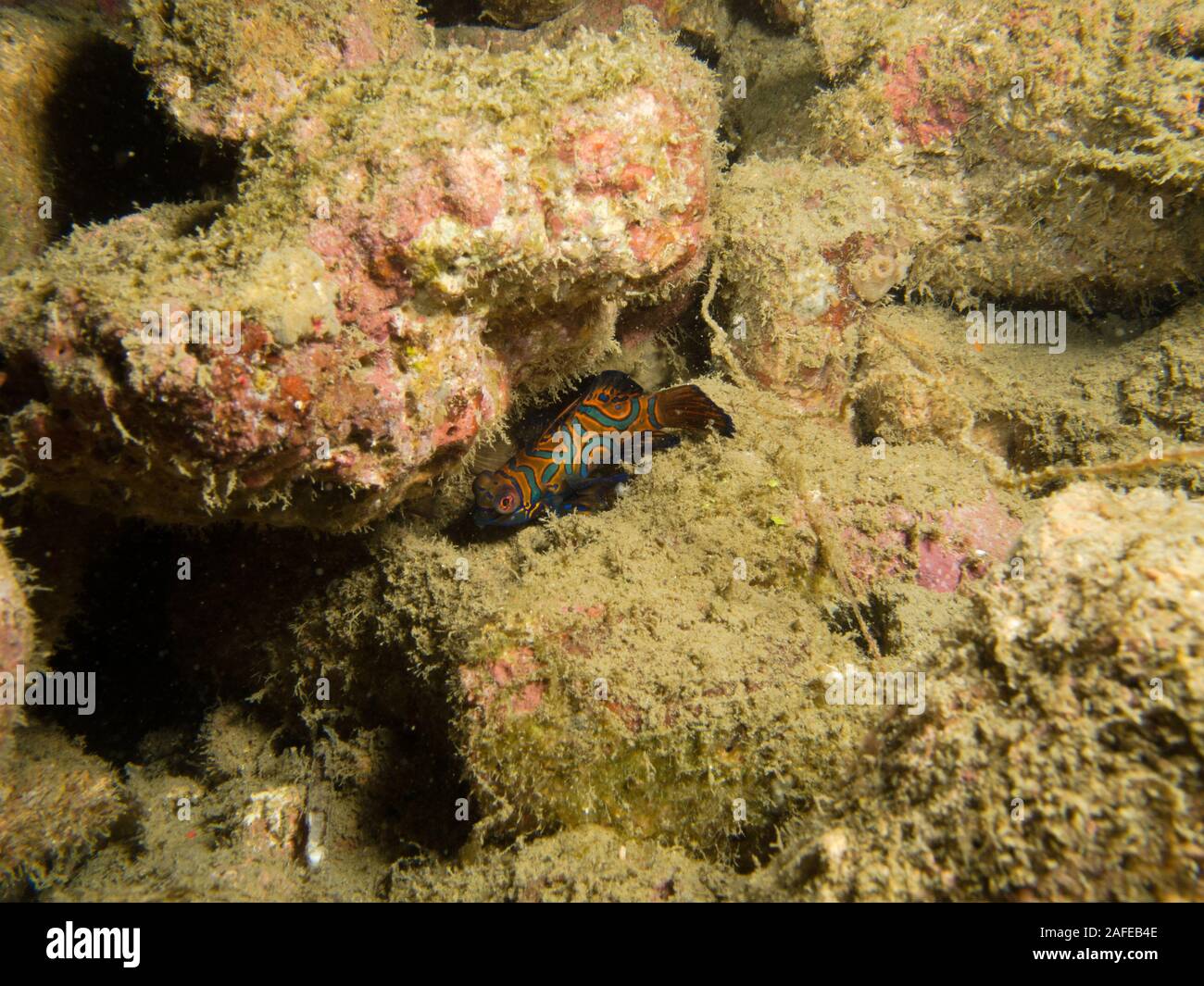 Reef life - Banda Sea, Indonesia Stock Photo