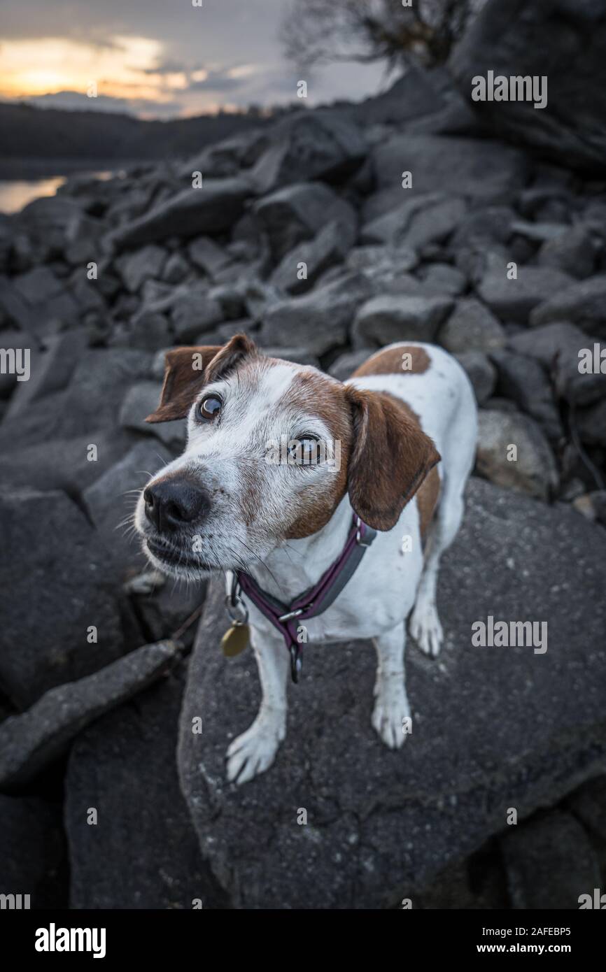 The border collie is a working and herding dog breed developed in the