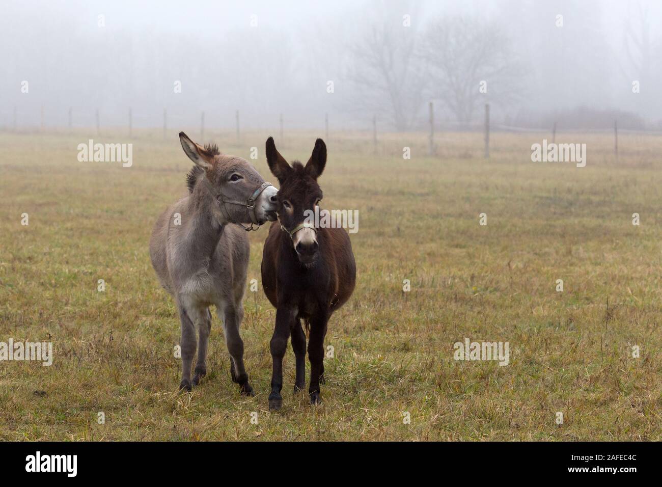 Donkey love Stock Photo