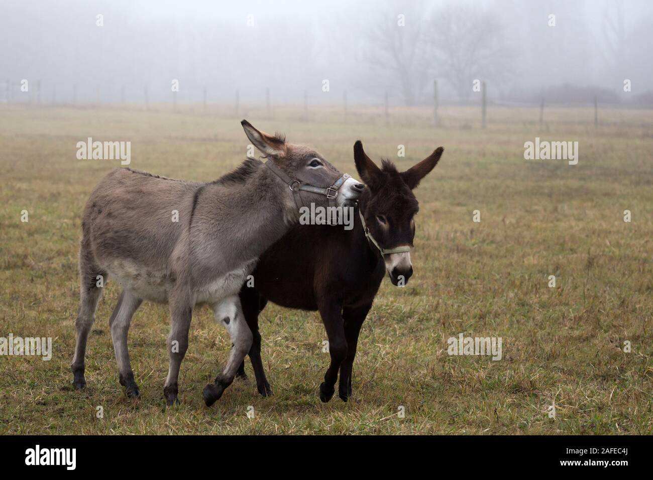 Donkey love Stock Photo