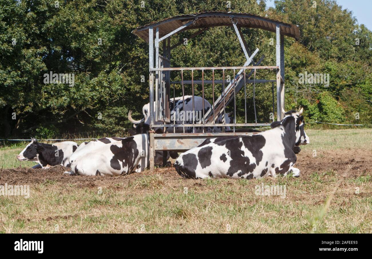 Hay Feeder Stock Photos Hay Feeder Stock Images Alamy