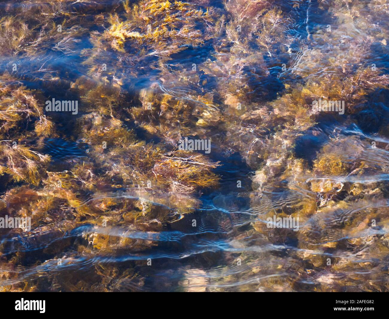 Yellow and red algae under the sea waves. Tuapse, Black Sea, Caucasus Stock Photo