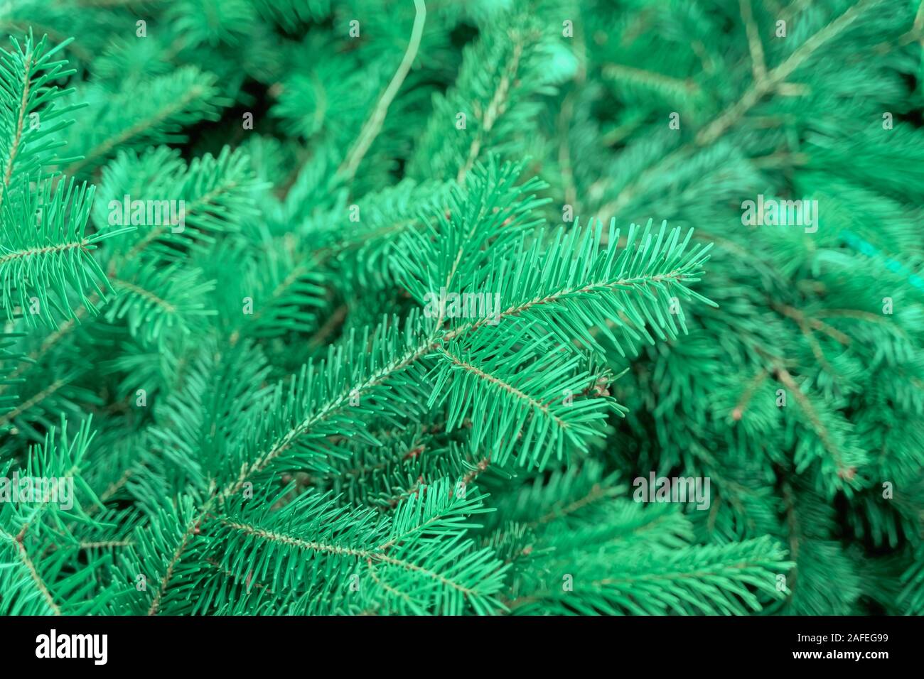 Fir pine branches background hi-res stock photography and images - Alamy