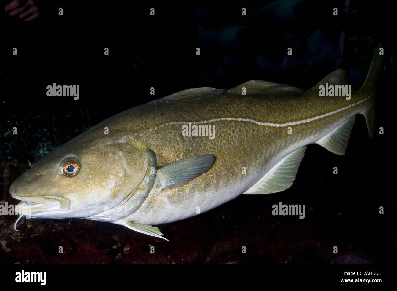 Cod, Gadus morhua, from Norway Stock Photo - Alamy