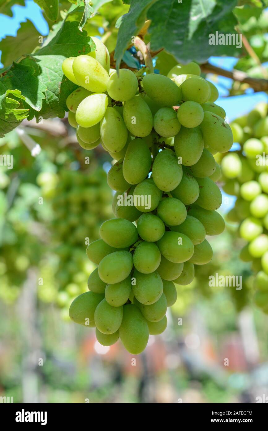 Grapes on the vine at summer day in Phan Rang, Vietnam Stock Photo Alamy