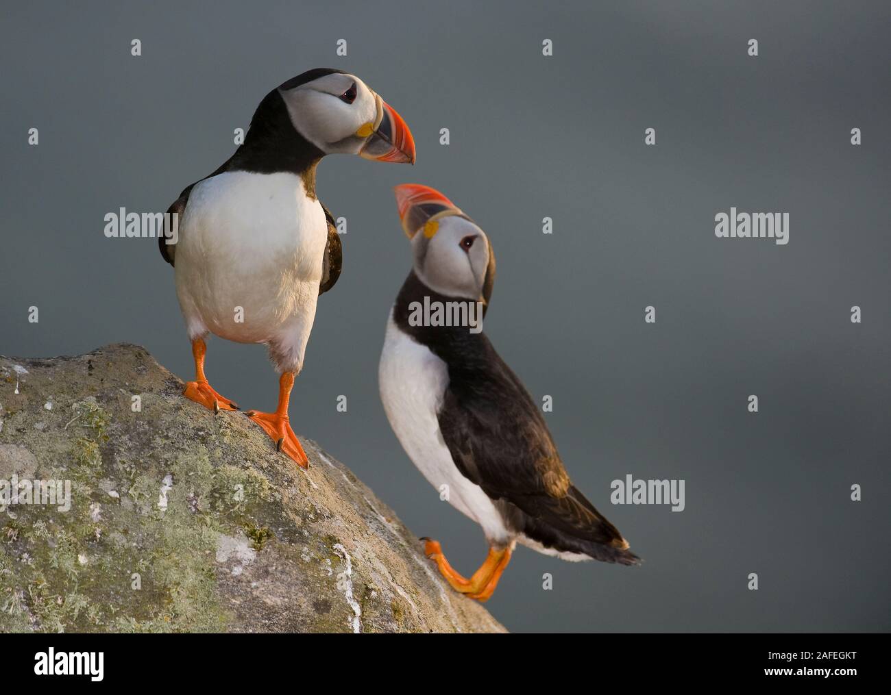 Atlantic Puffins, Fratercula arctica, in the low evening sun at the island of Runde, North-western Norway. Stock Photo
