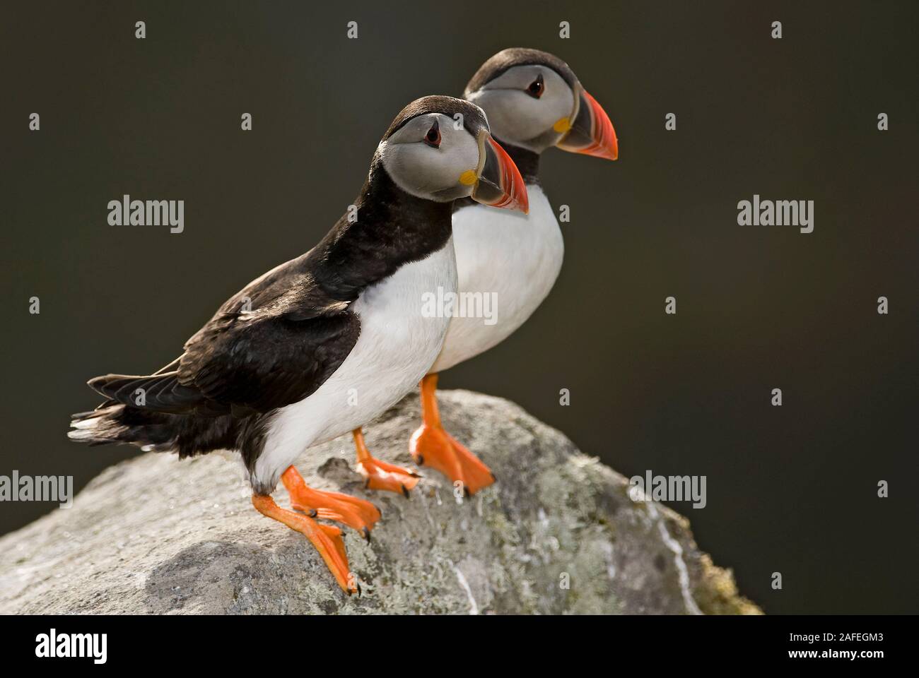 Atlantic Puffins, Fratercula arctica, from Runde, North-western Norway. Stock Photo