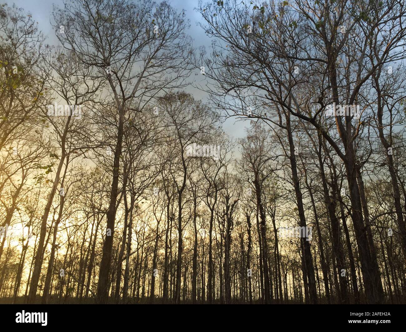 Trees in forest at sunset in Dong Nai, Southern Vietnam. Stock Photo