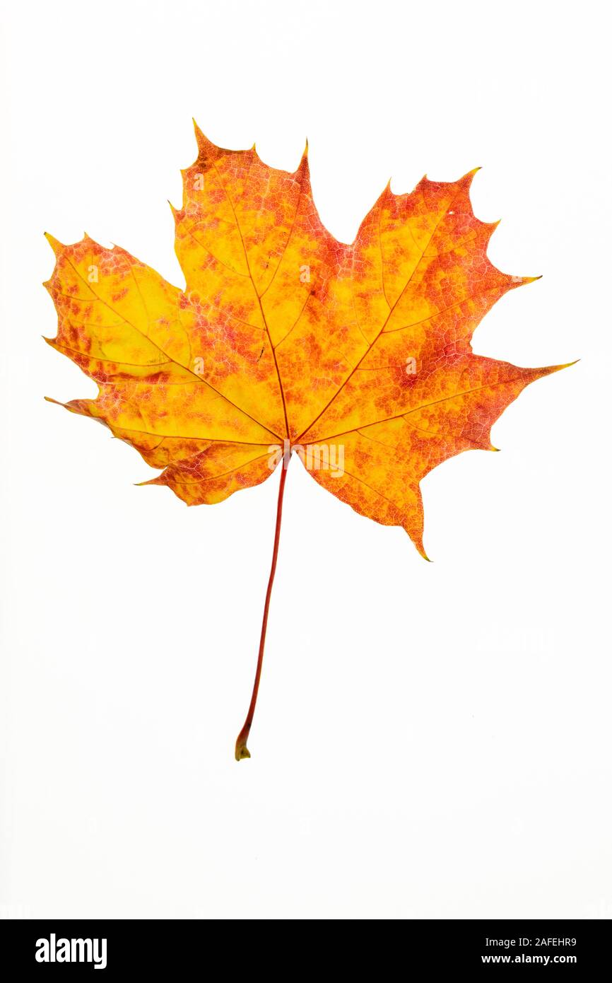 Leaf in Autumn, Colors of the Autumn Stock Photo