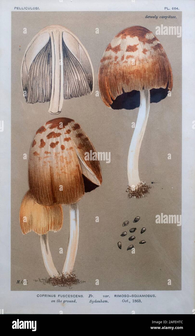 Hand painted Lithography of a Pelliculosi mushroom (Coprinus fuscescens) from a book plate 1863 Stock Photo