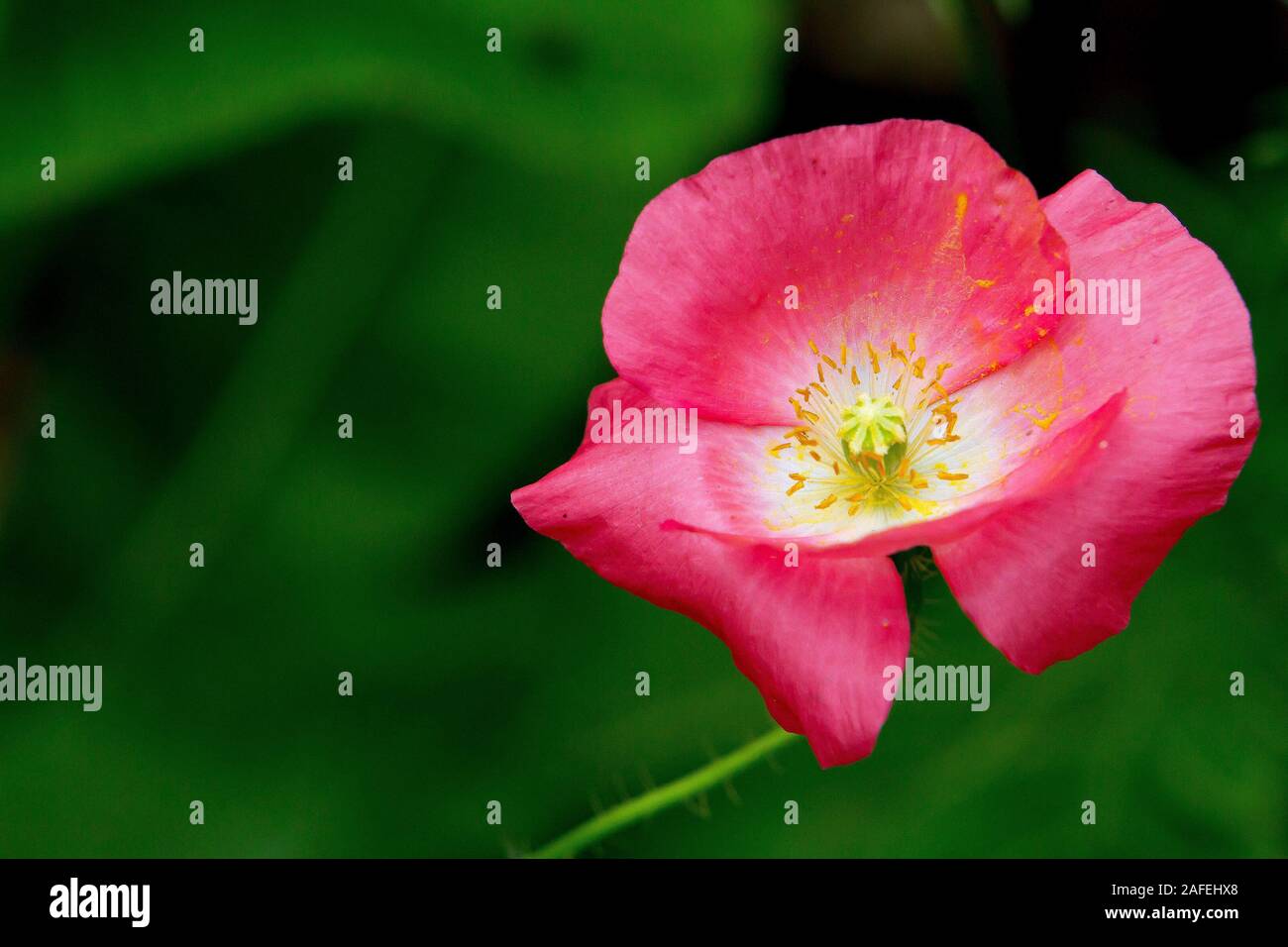 Pink poppy in garden Stock Photo
