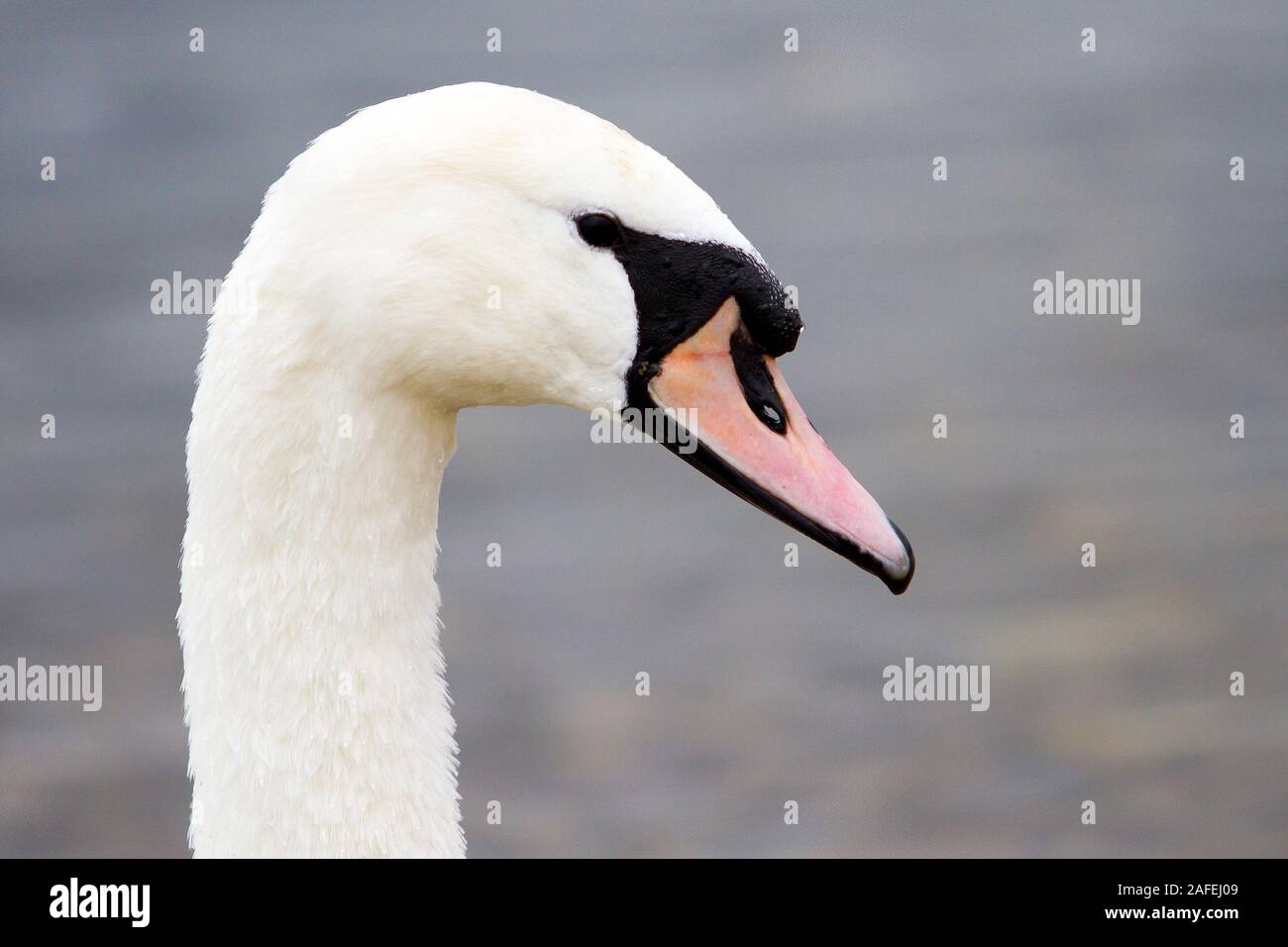 Adult Mute Swan Stock Photo - Alamy