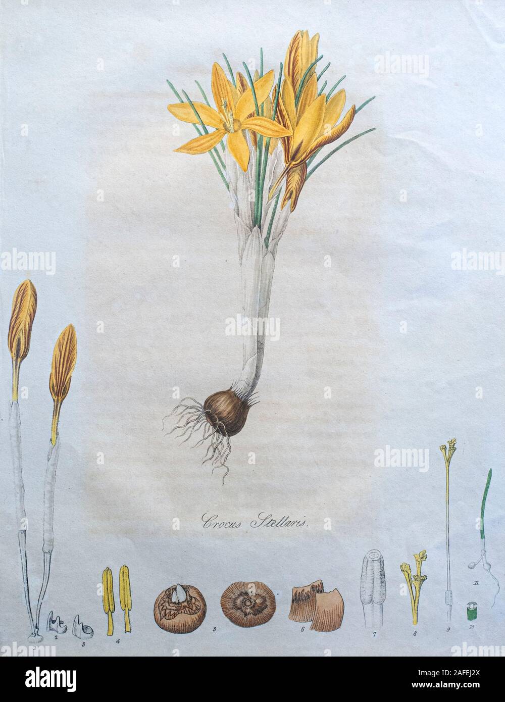 A crocus (Crocus stellaris): entire flowering plant and its anatomical ...