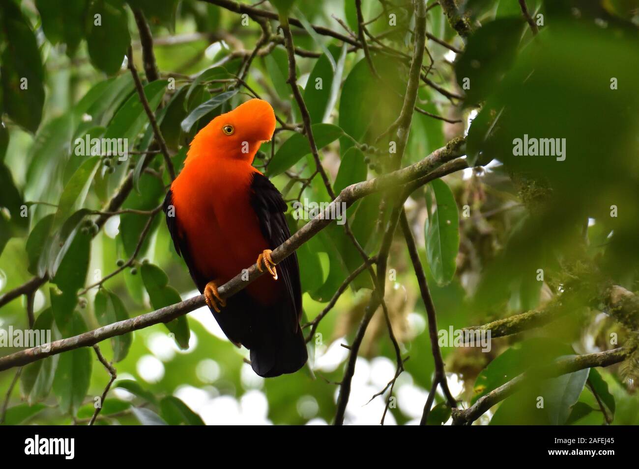 Andean cock of the rock bird (Rupicola peruvianus) in Peruvian rainforest  Stock Photo - Alamy