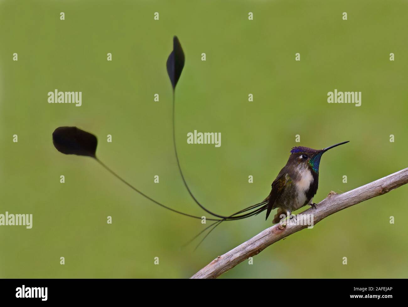 A Marvelous Spatuletail Hummingbirds the most rare and spectacular hummingbird in the world Stock Photo