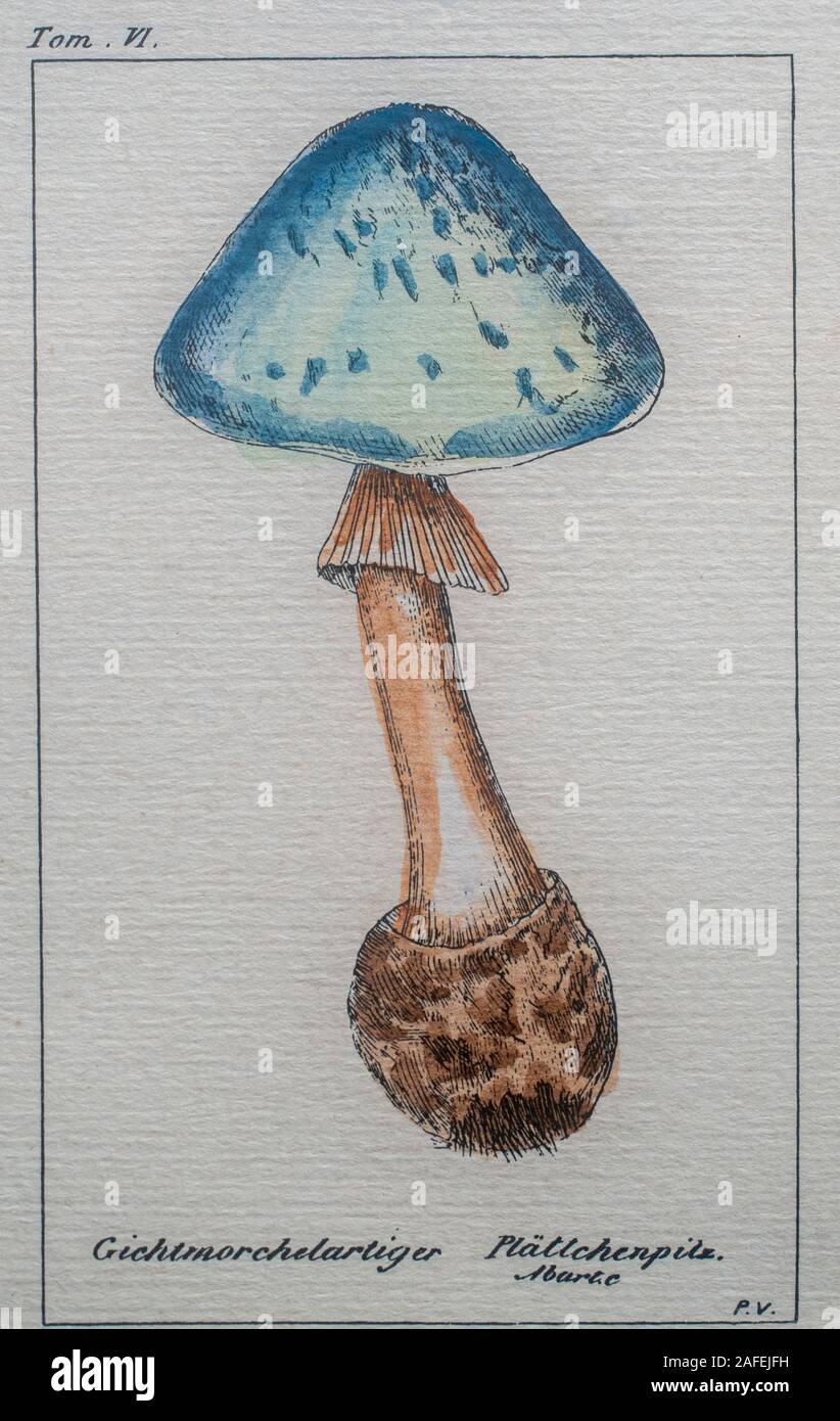Original mushroom print.This print has the original frame.It is marked 'Tom IV' on the top and 'Pavillon' on the bottom. The mushroom is in color and Stock Photo