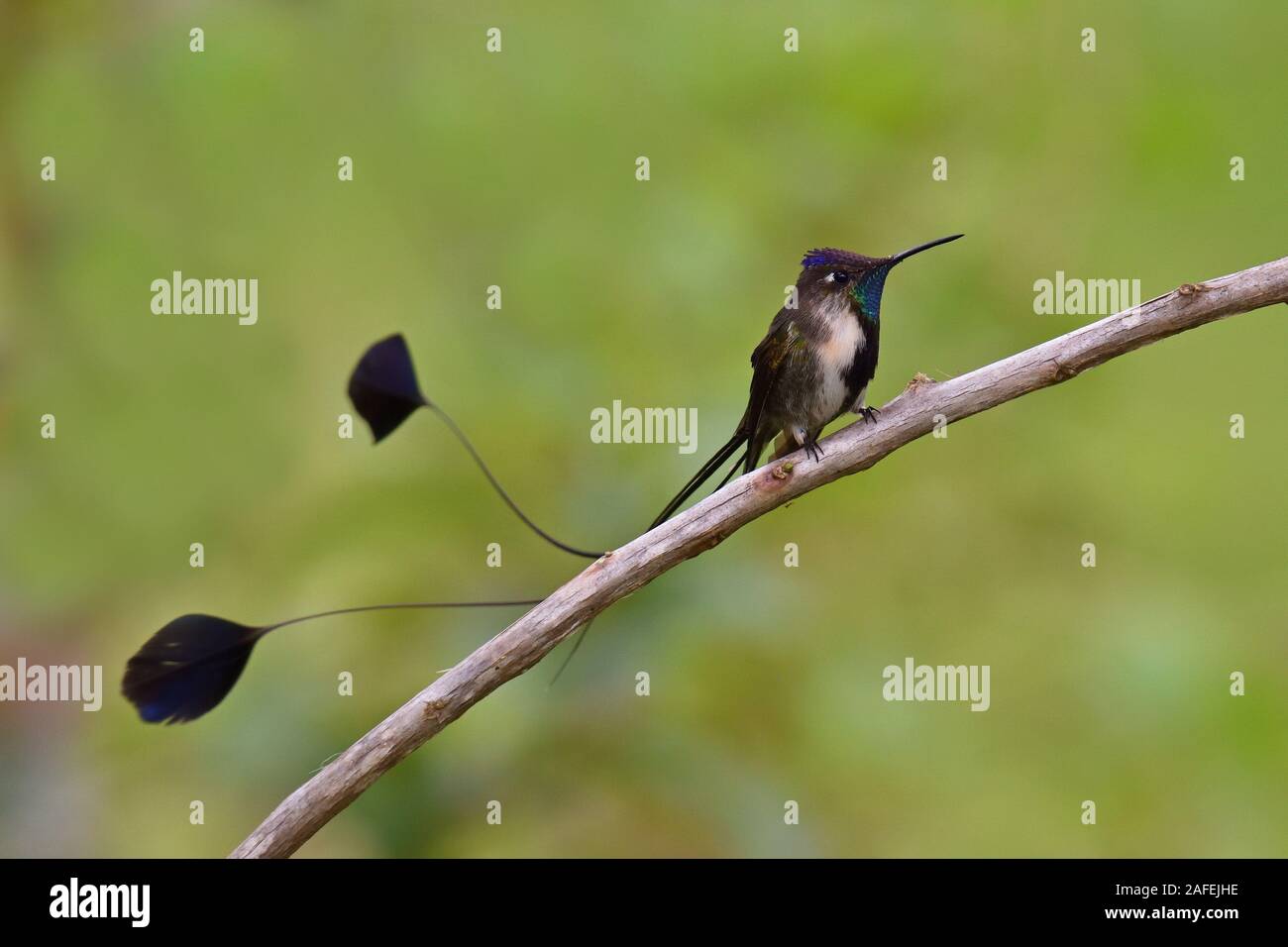 A Marvelous Spatuletail Hummingbirds the most rare and spectacular hummingbird in the world Stock Photo