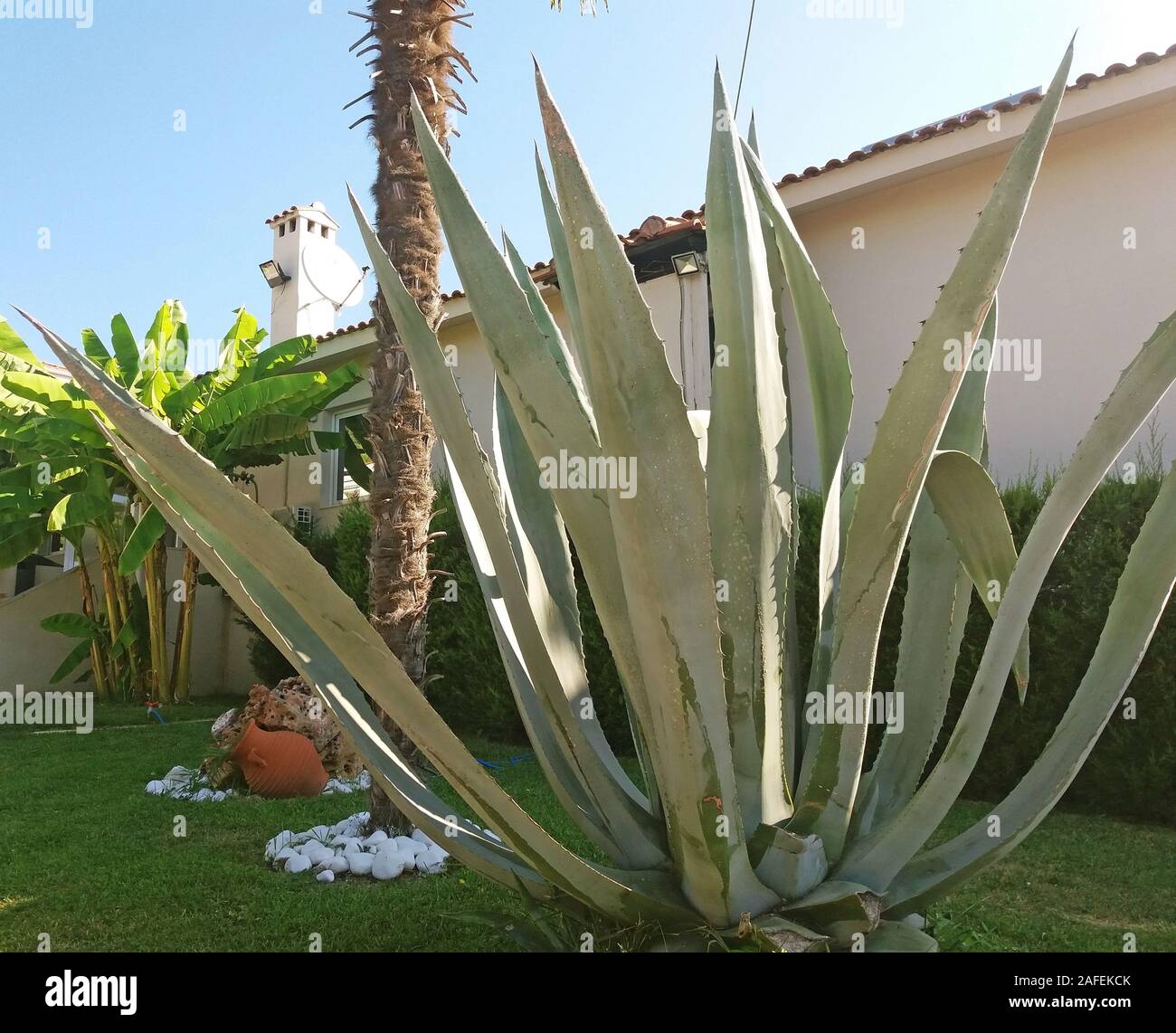 Big aloe hi-res stock photography and images - Alamy