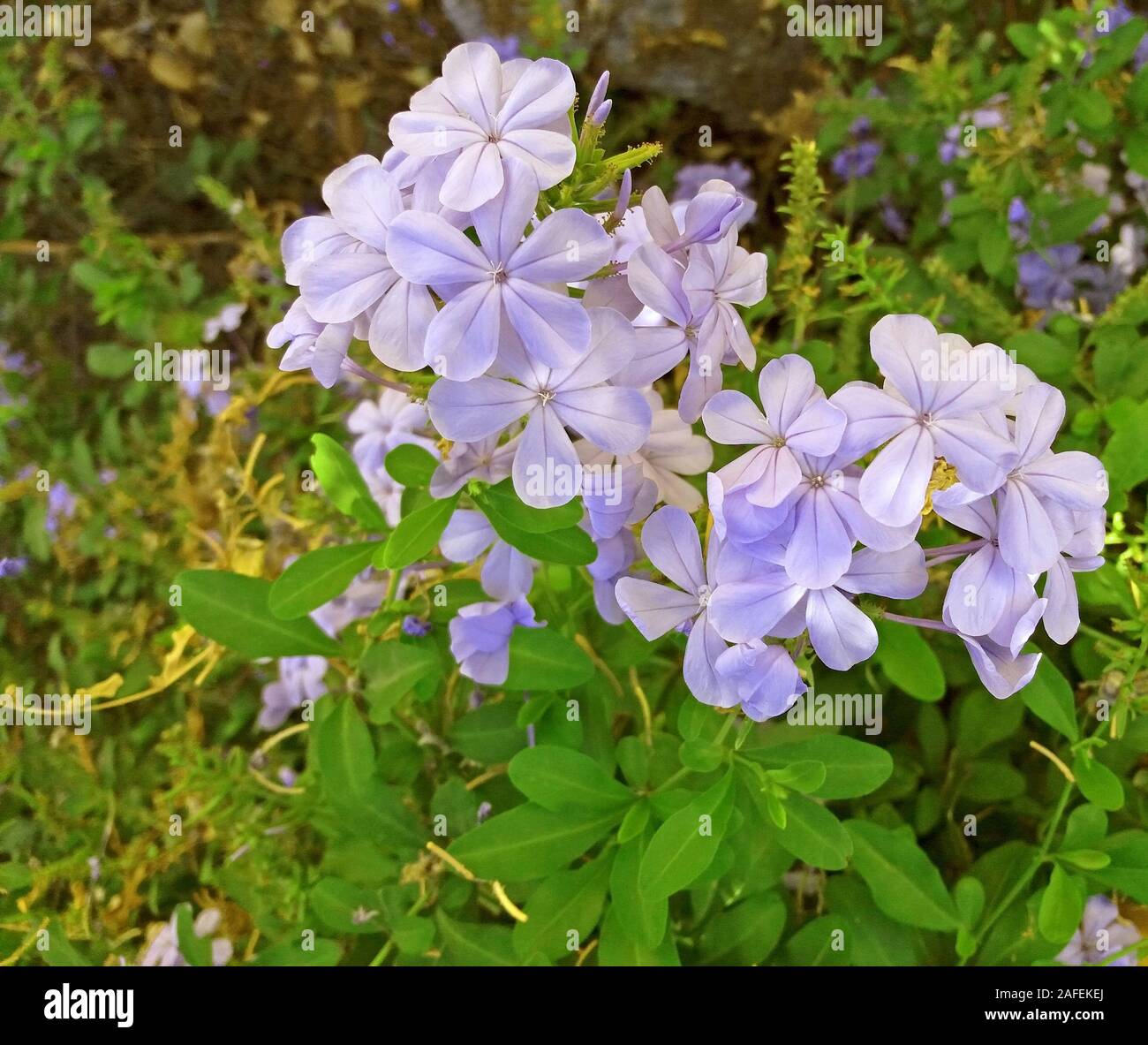 Beautiful purple flowers growing in the garden Stock Photo - Alamy