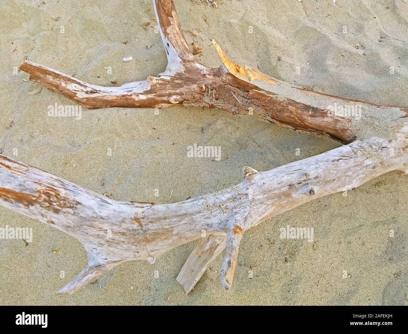 Dry tree branches on beach hi-res stock photography and images - Alamy