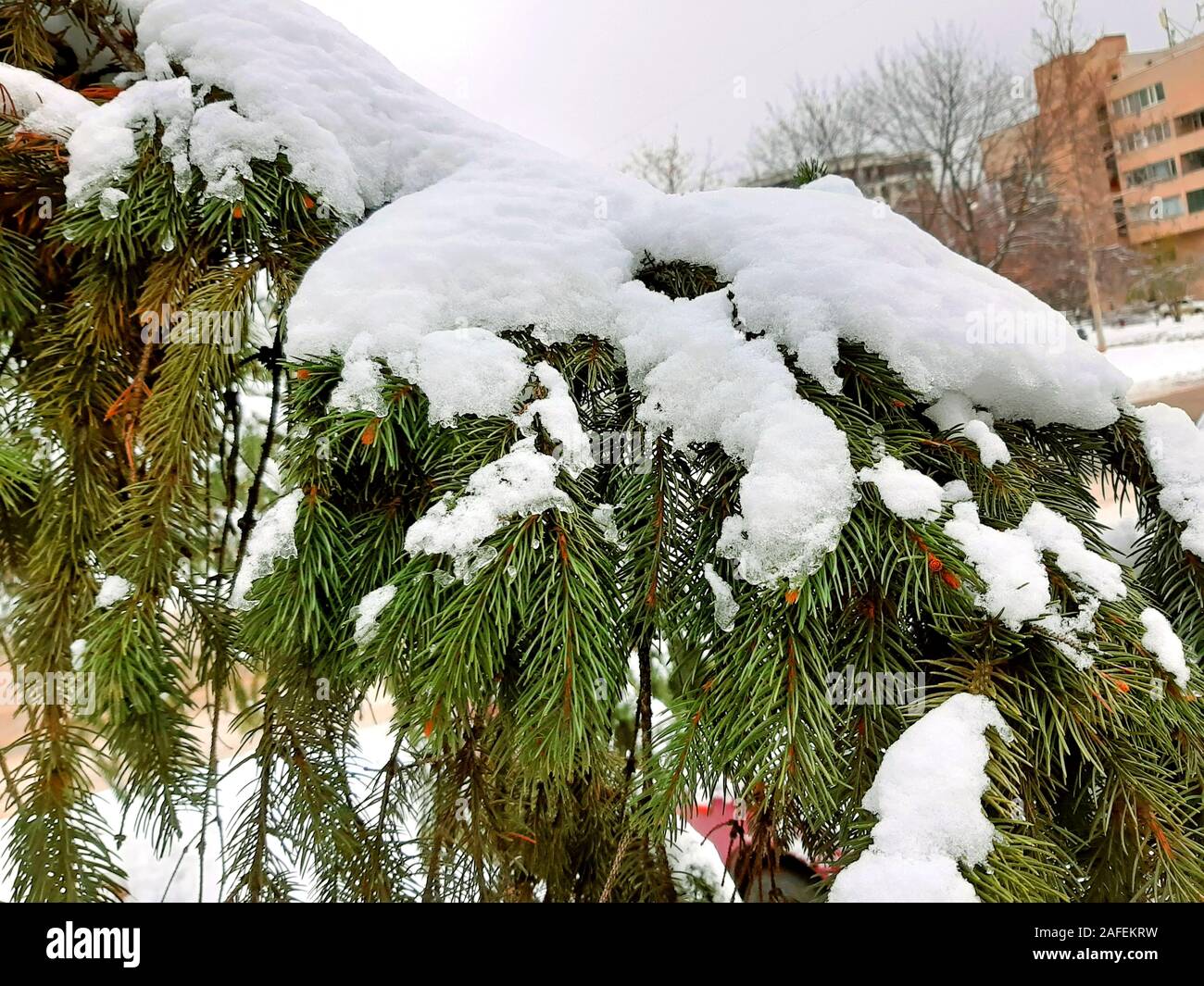First snow, Christmas Tree, winter holidays. Meteo Stock Photo
