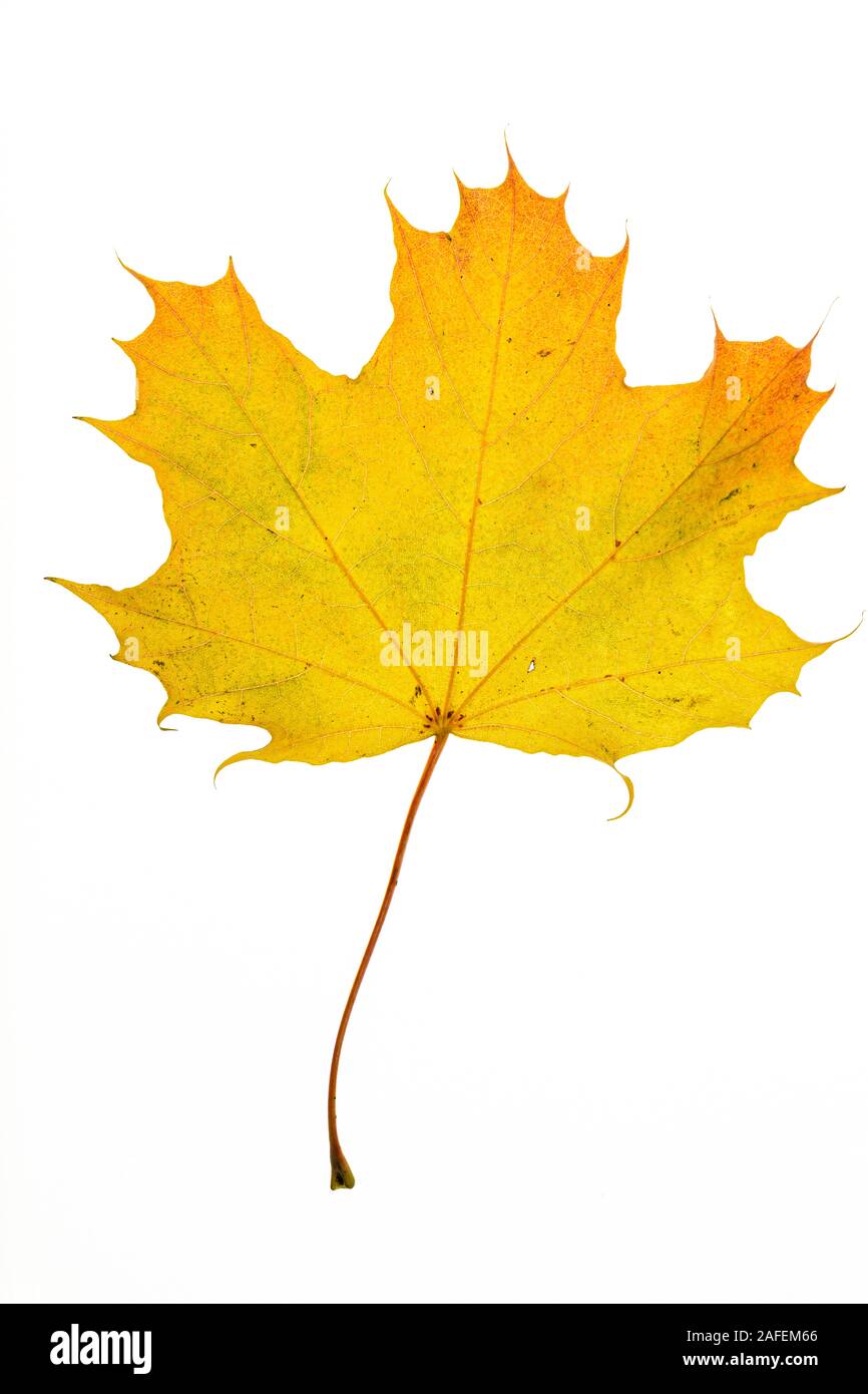Yellow Leaf, Colors of the Autumn Stock Photo