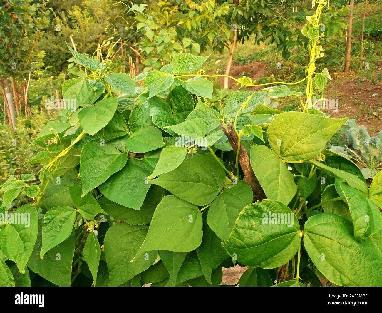 Beans grows in the garden close up Stock Photo