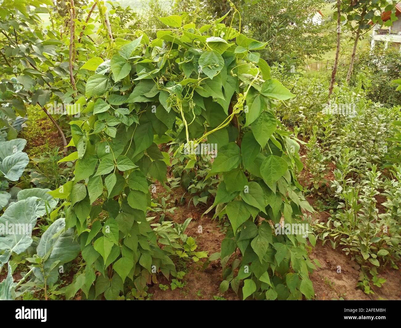 Beans grows in the garden on a wooden stand Stock Photo